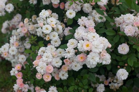 perfume breeze climbing rose care.